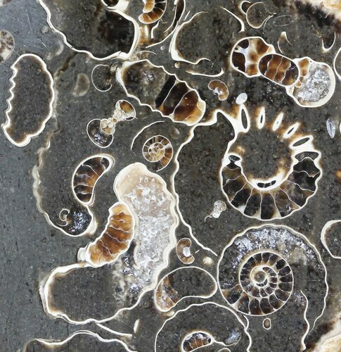 Polished Ammonite Fossil Slab - Marston Magna Marble #63834
